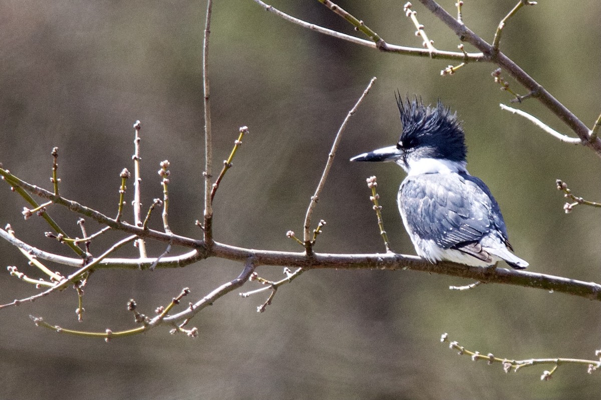 Belted Kingfisher - ML432073561