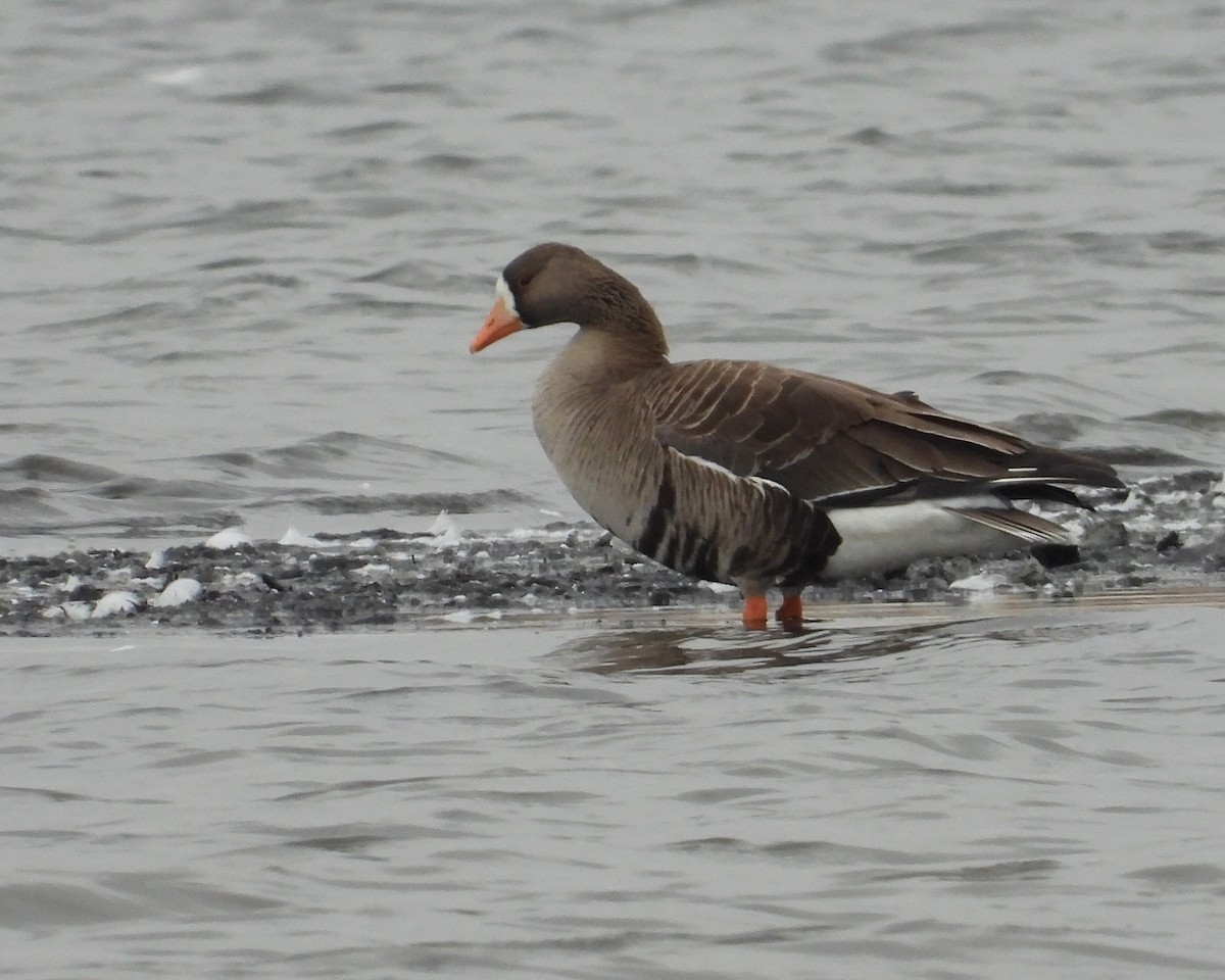 Greater White-fronted Goose - ML432078051