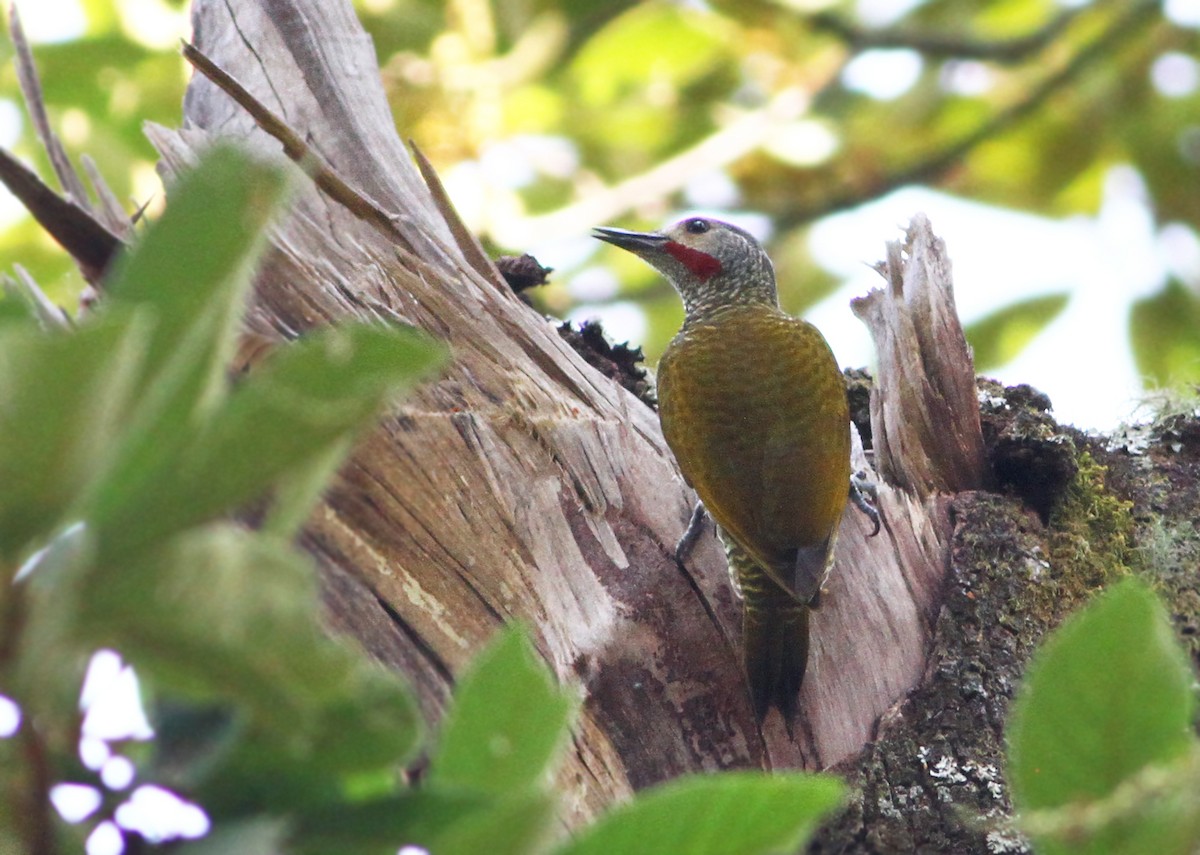 Gray-crowned Woodpecker - ML43208531
