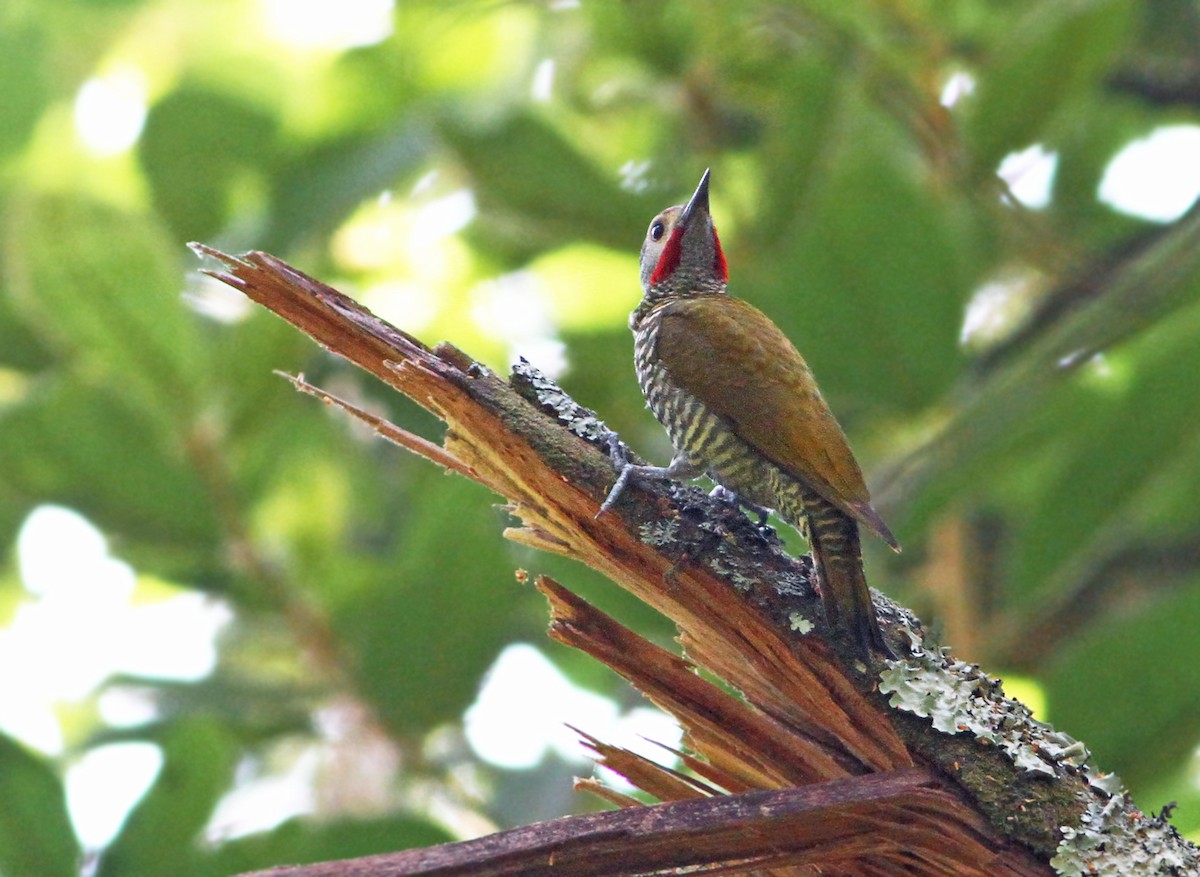 Gray-crowned Woodpecker - ML43208541