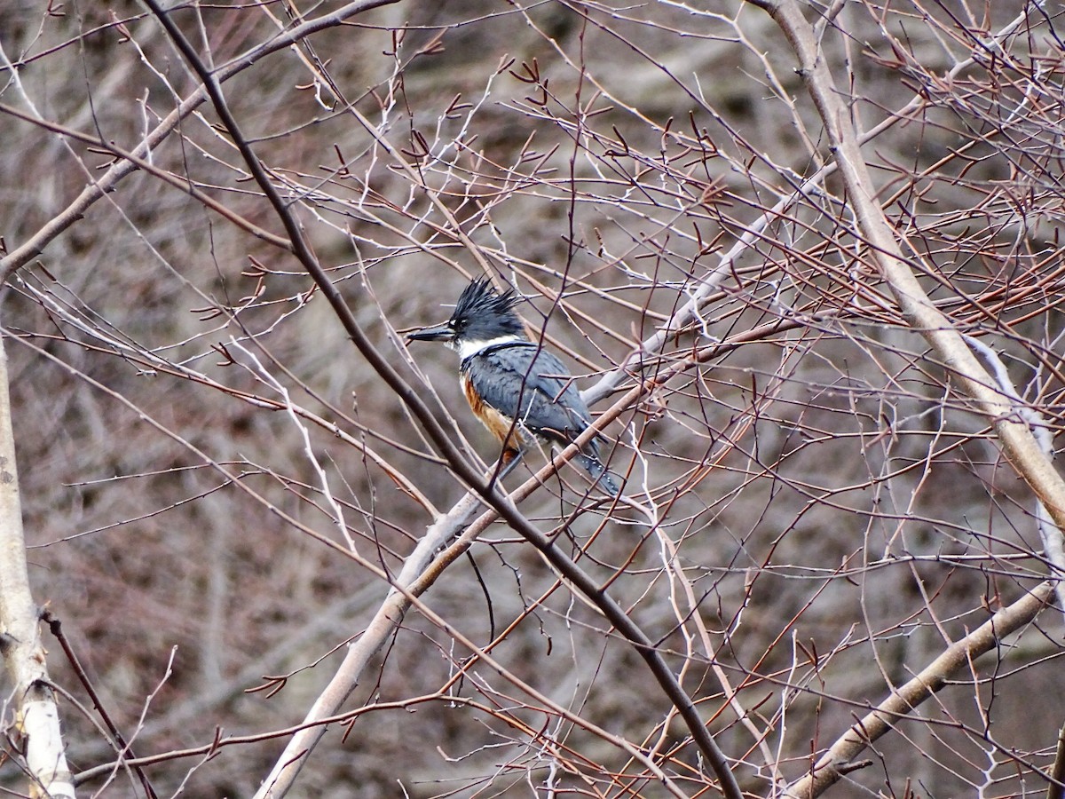 Belted Kingfisher - ML432090921