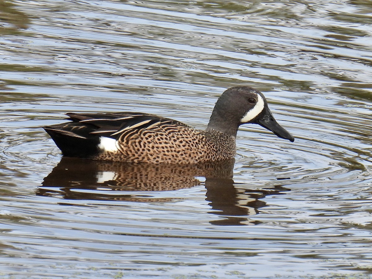 Blue-winged Teal - ML432093331