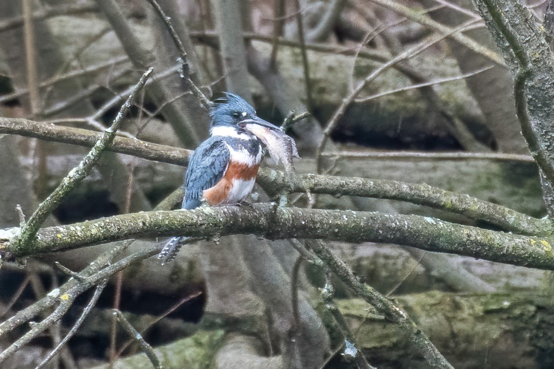 Belted Kingfisher - ML432093711
