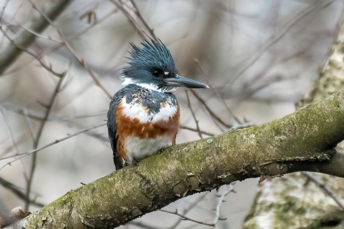 Belted Kingfisher - ML432093721