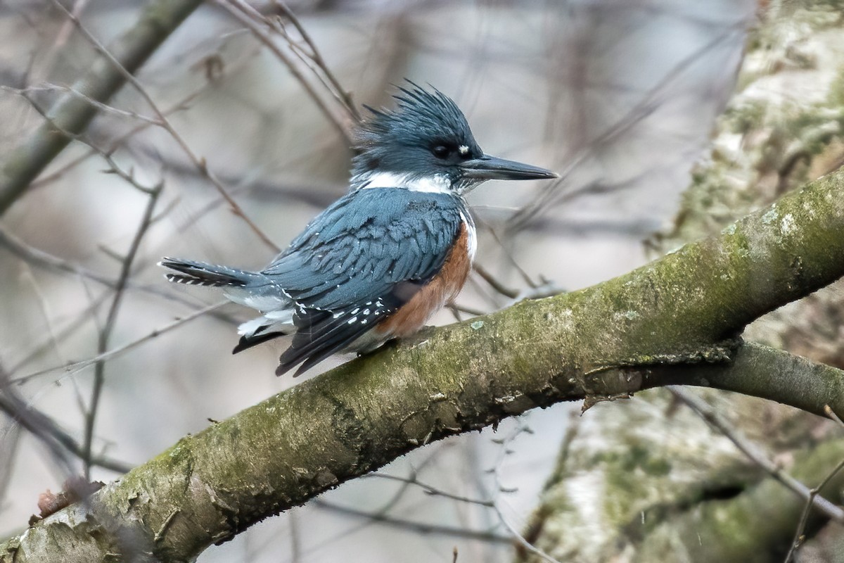 Belted Kingfisher - ML432093731