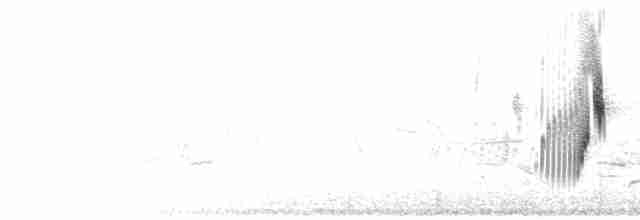 Song