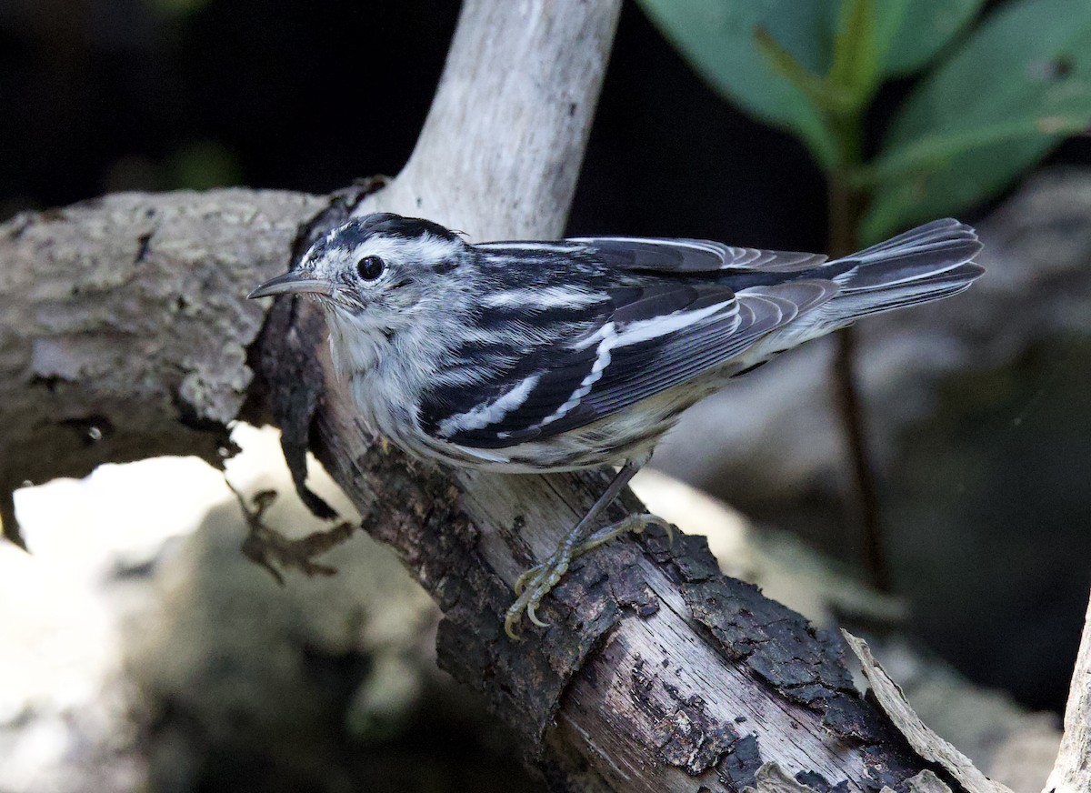 Black-and-white Warbler - ML432114731