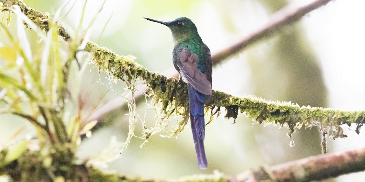 Violet-tailed Sylph - ML432117141