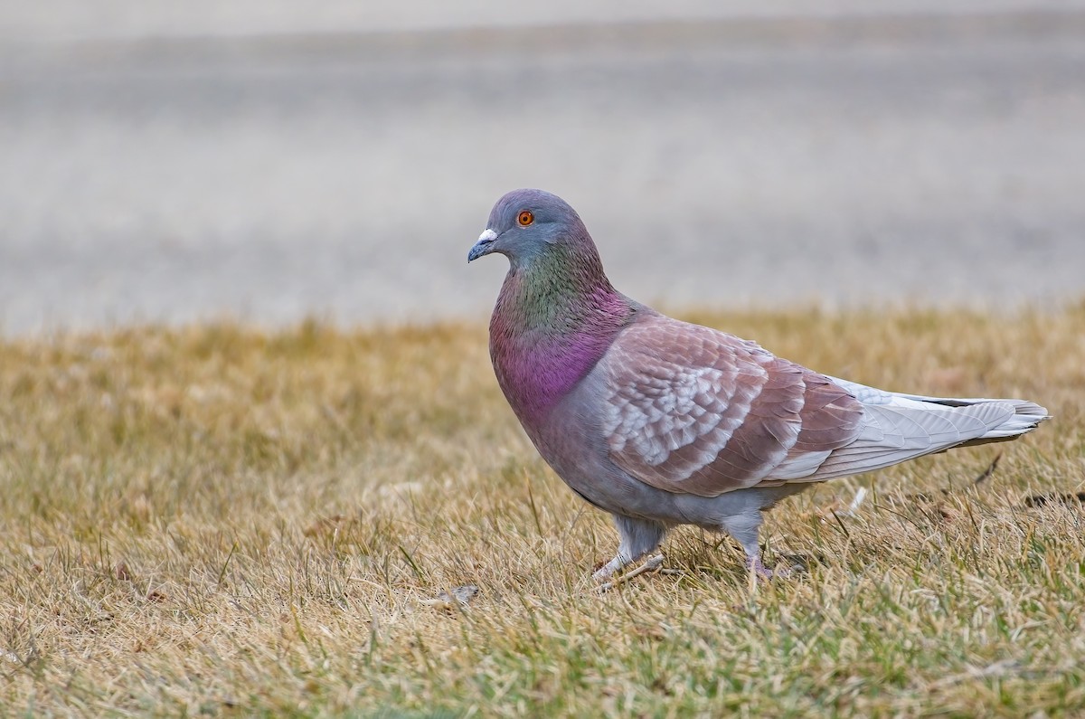Rock Pigeon (Feral Pigeon) - ML432122831