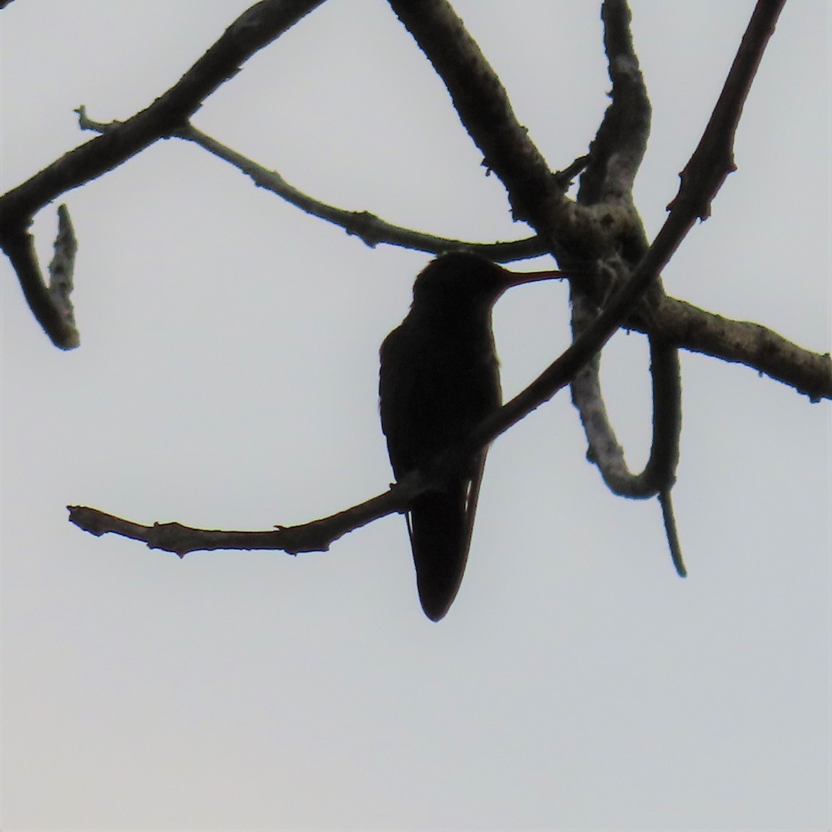 Rufous-tailed Hummingbird (Rufous-tailed) - ML432124011