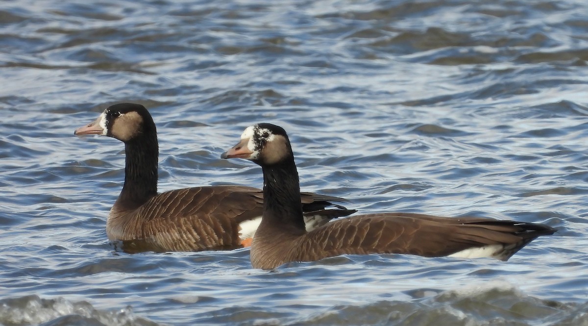 Greater White-fronted x Canada Goose (hybrid) - Jean W. Côté