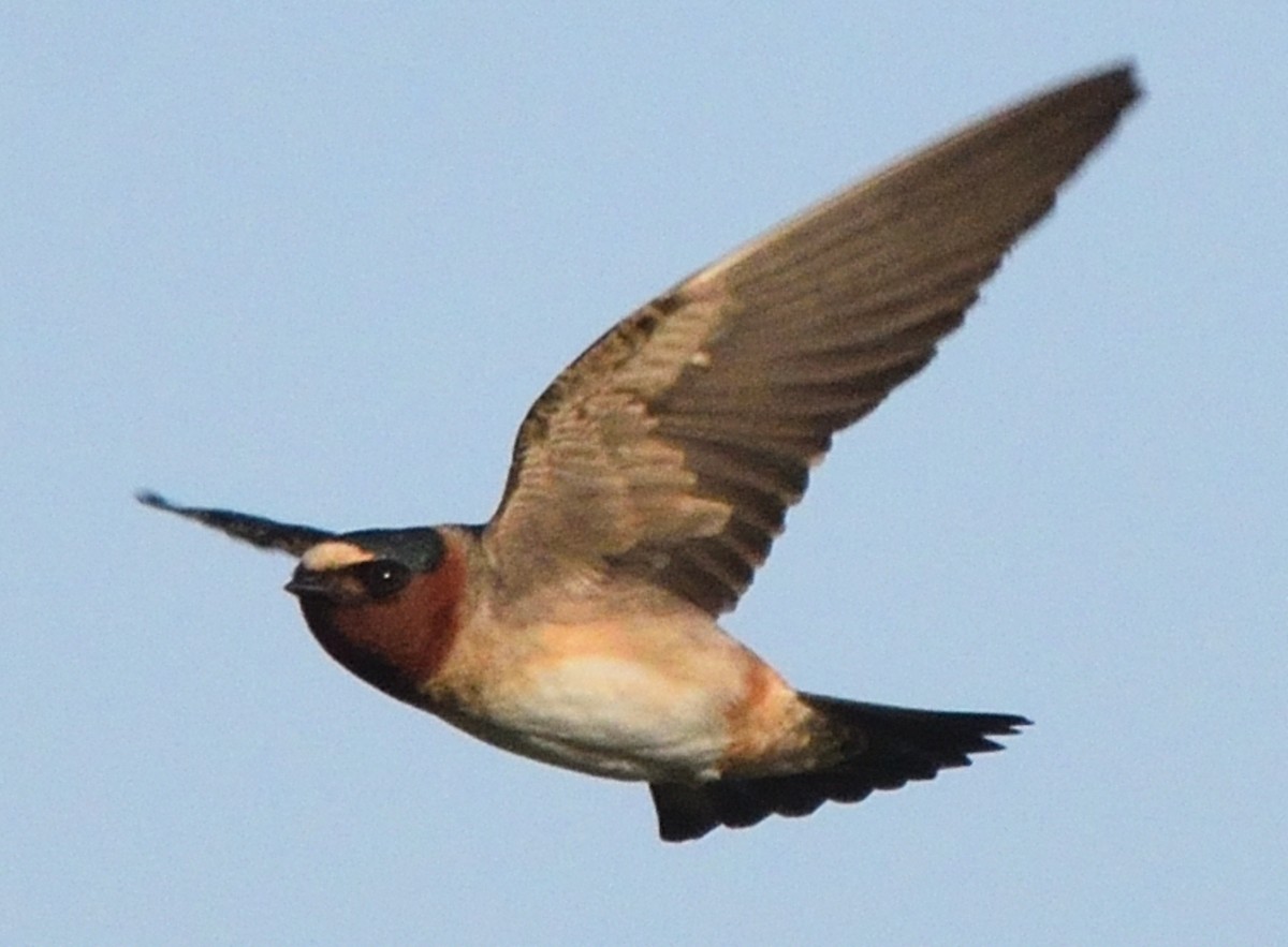 Cliff Swallow - Paul Conover