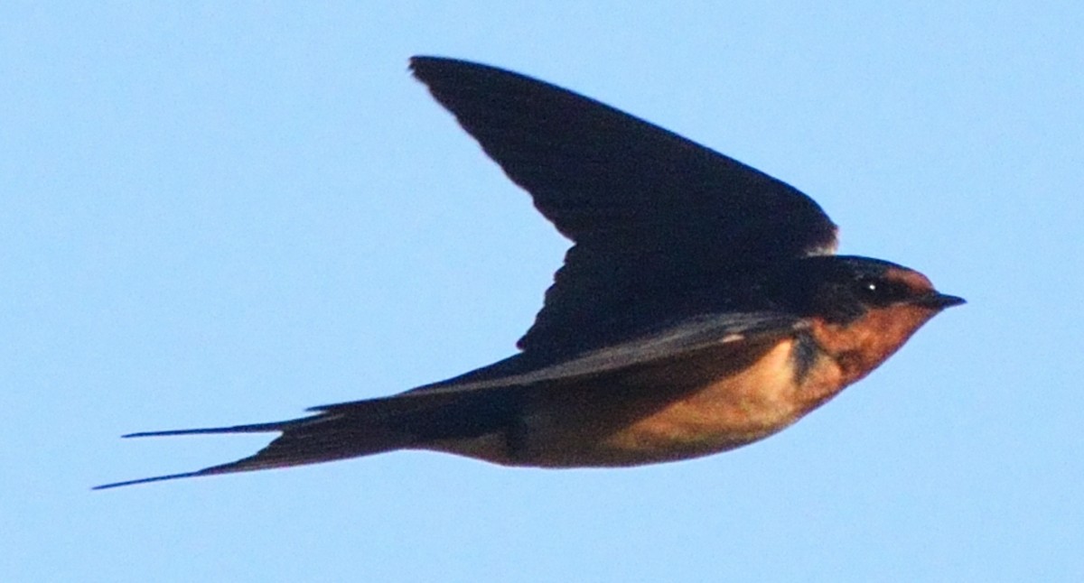 Barn Swallow - Paul Conover