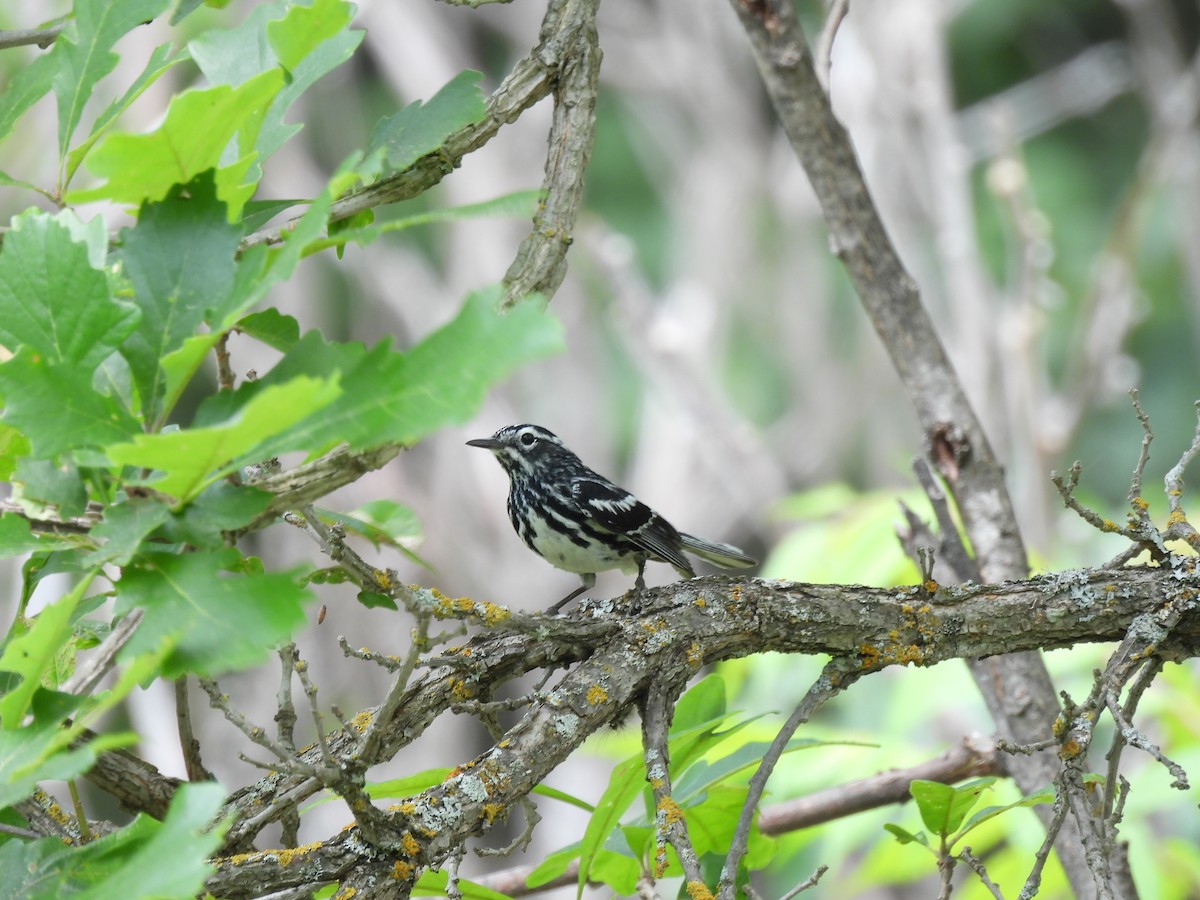 Black-and-white Warbler - ML432128341