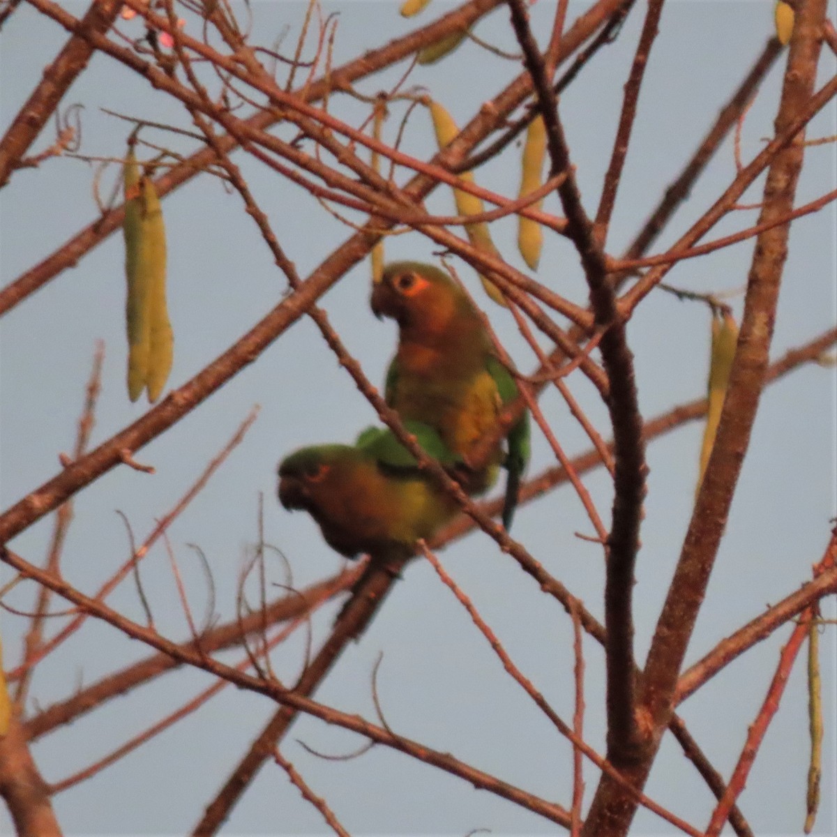 Brown-throated Parakeet (Veraguas) - ML432129151