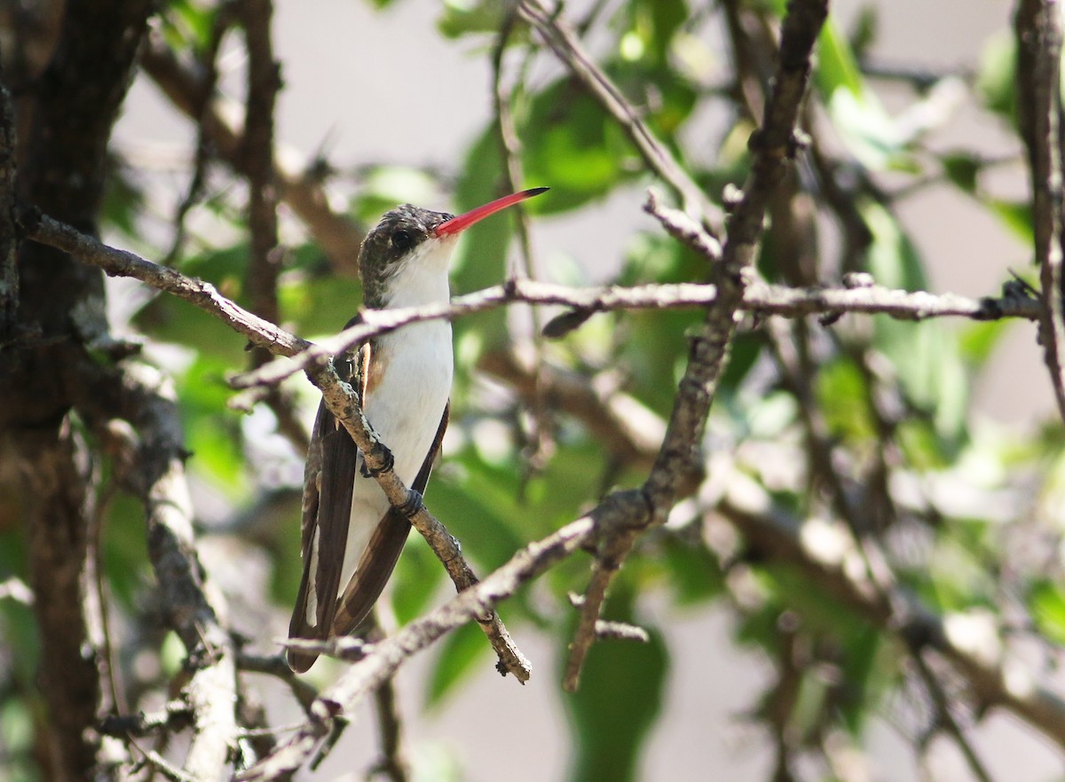 Green-fronted Hummingbird - ML43213281