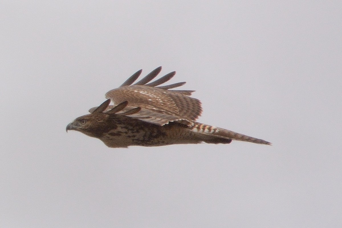 Red-tailed Hawk - ML432134171