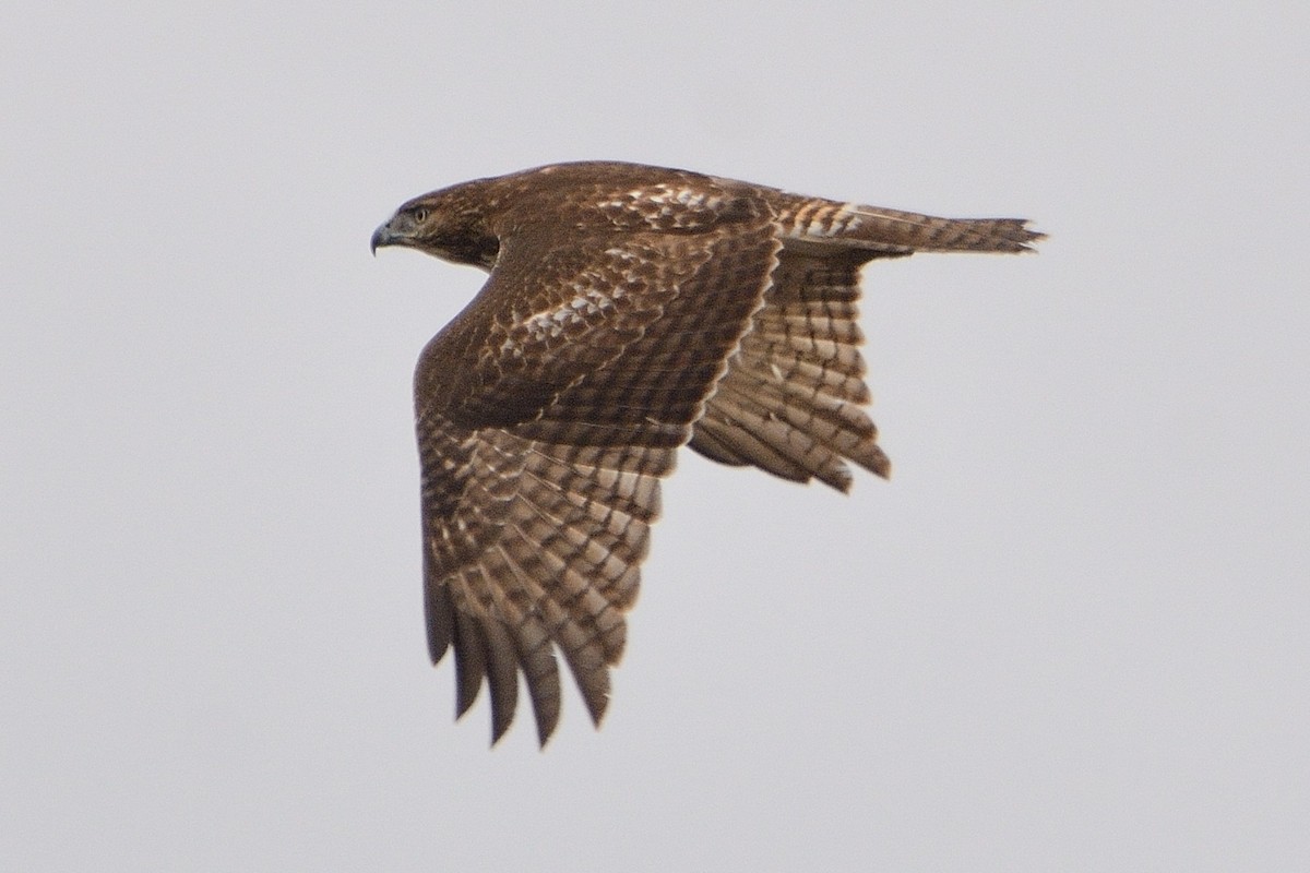 Red-tailed Hawk - ML432134191