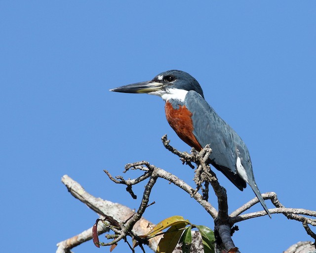 Ringed Kingfisher at New River (waterway) by Dave Beeke