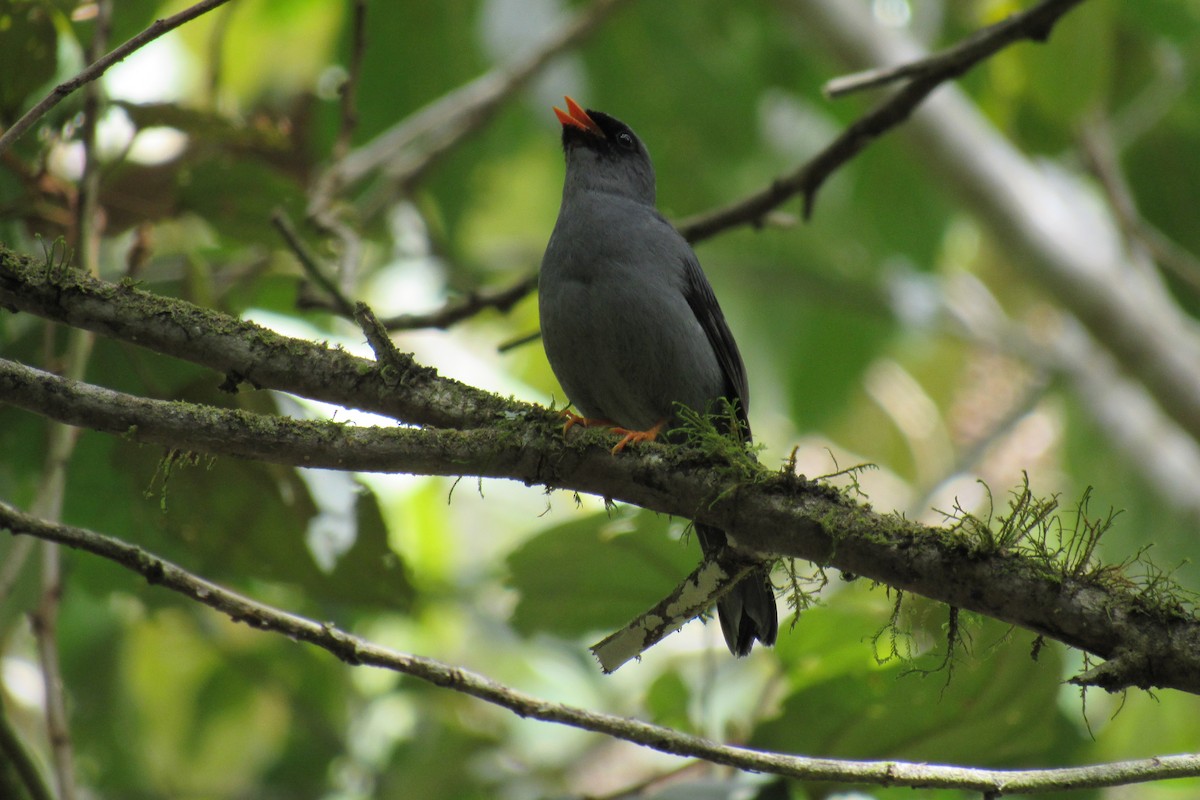 Black-faced Solitaire - ML432142371