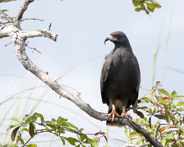 Snail Kite at New River (waterway) by Dave Beeke