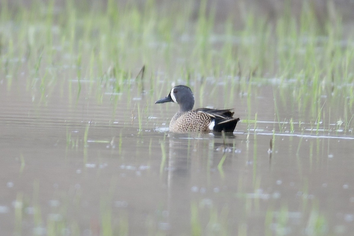 Blue-winged Teal - ML432148871