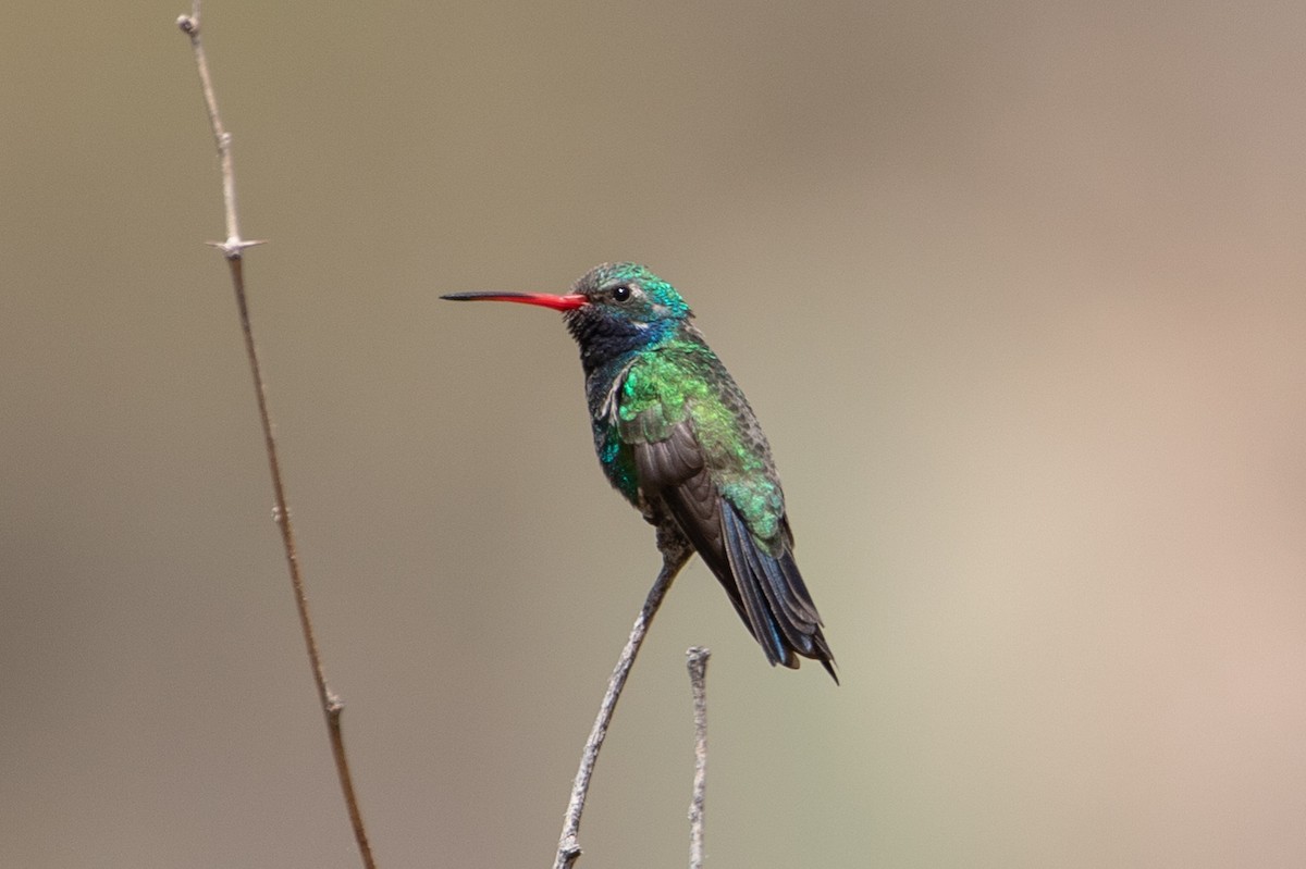 Broad-billed Hummingbird - Rob  Sielaff