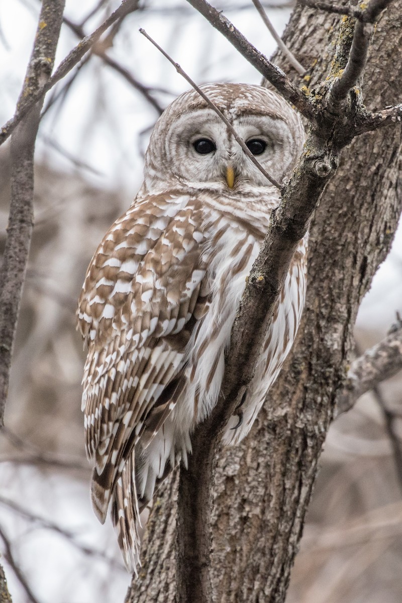 Barred Owl - ML432157911