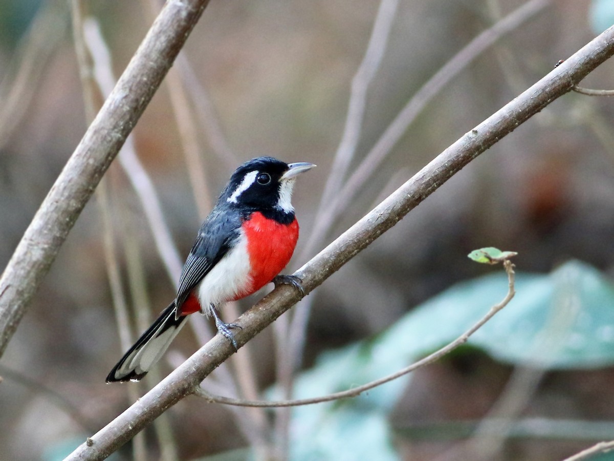 Red-breasted Chat - ML43215991
