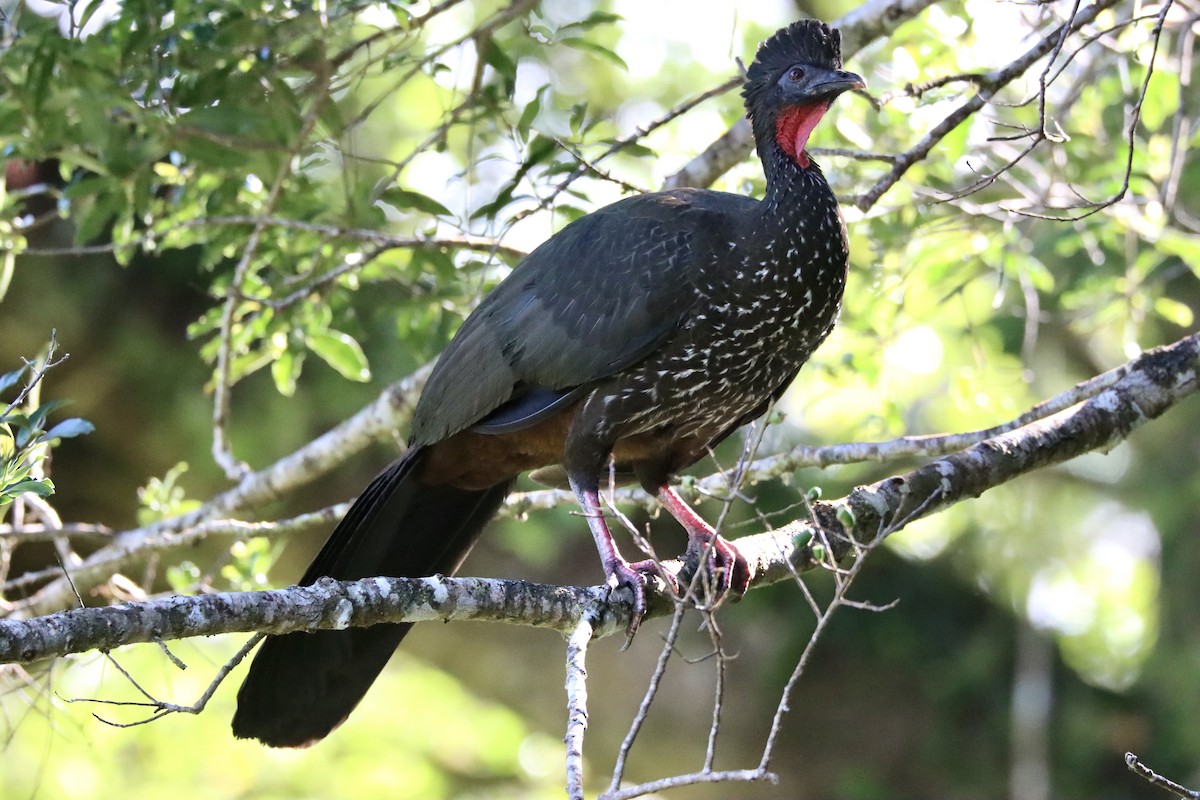 Crested Guan - ML432165711