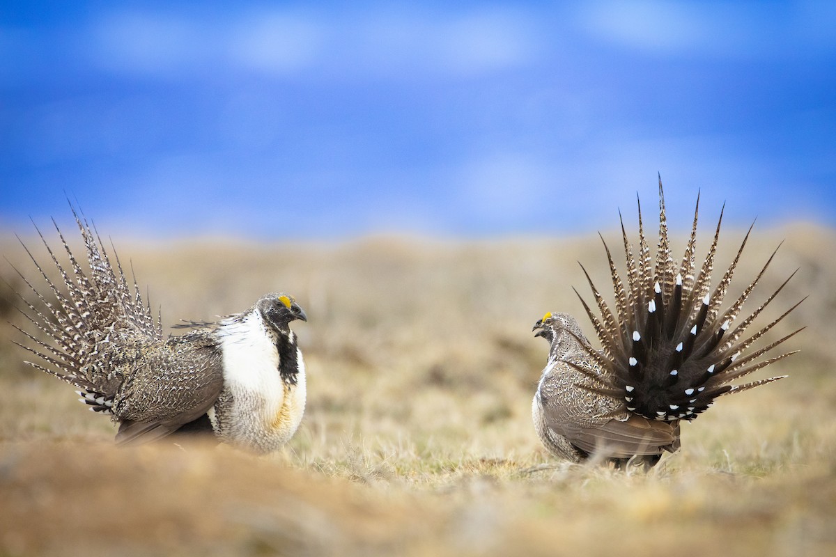Greater Sage-Grouse - ML432171211