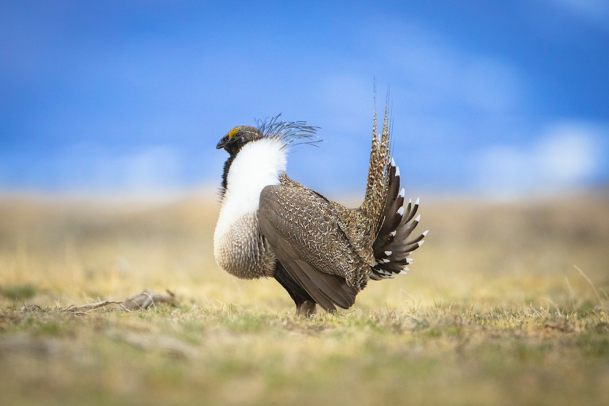 Greater Sage-Grouse - ML432171241