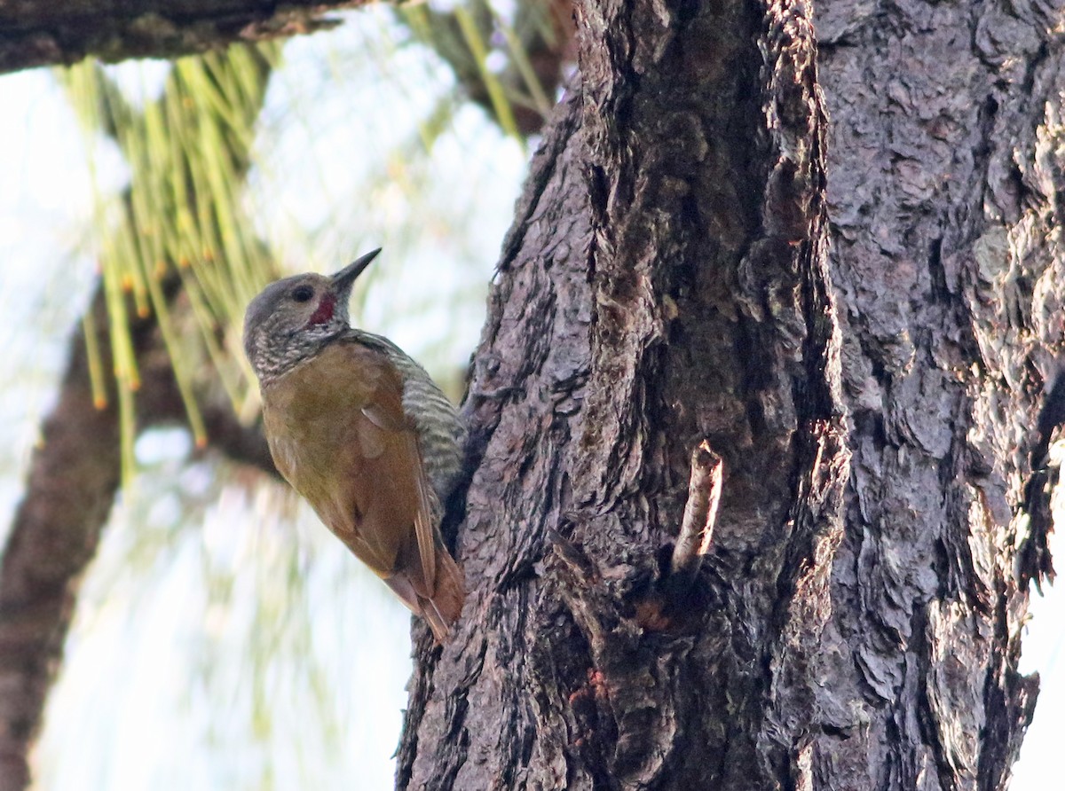 Gray-crowned Woodpecker - Andrew Spencer