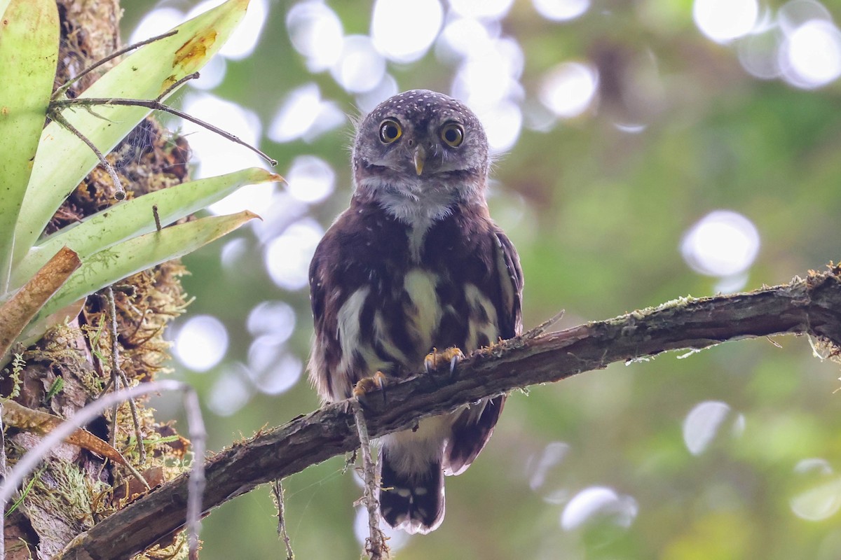 Cloud-forest Pygmy-Owl - Allison Miller