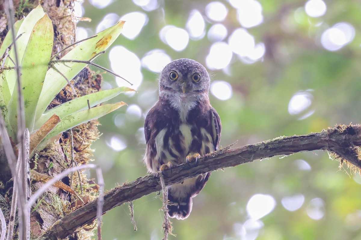 Cloud-forest Pygmy-Owl - Allison Miller
