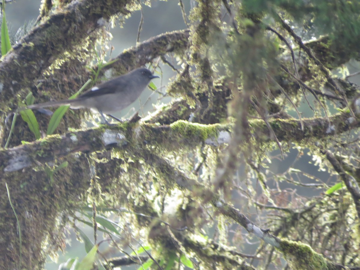 Long-tailed Sibia - Sze On Ng (Aaron)