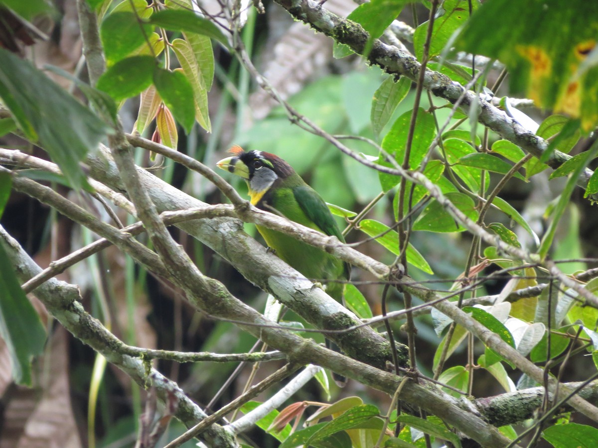 Fire-tufted Barbet - ML432180331