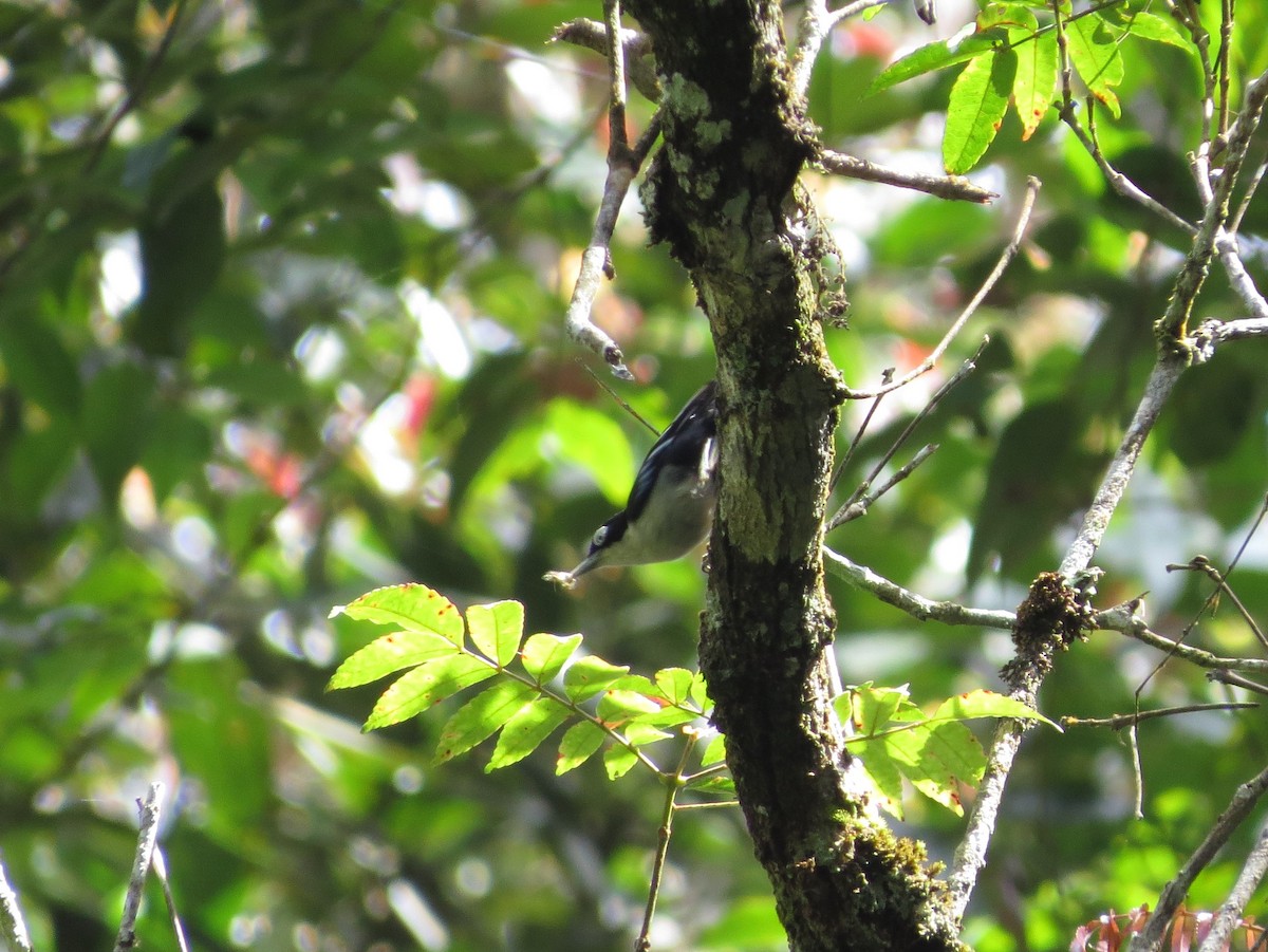 Blue Nuthatch - Sze On Ng (Aaron)