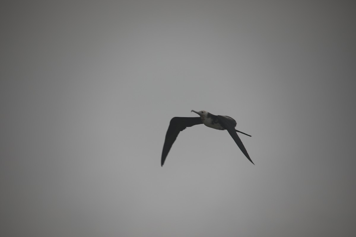 Great Frigatebird - ML432192861