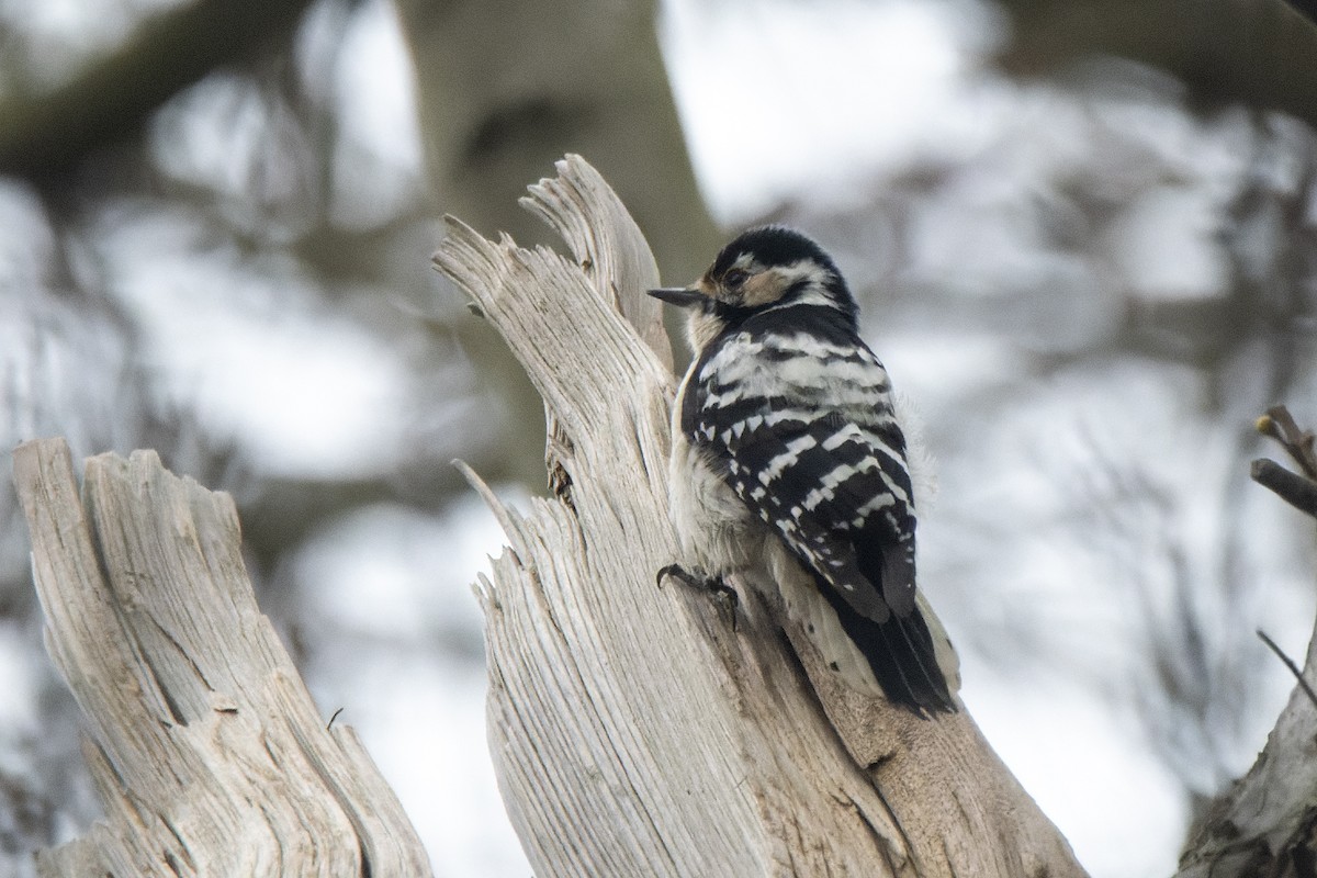 Lesser Spotted Woodpecker - ML432198641