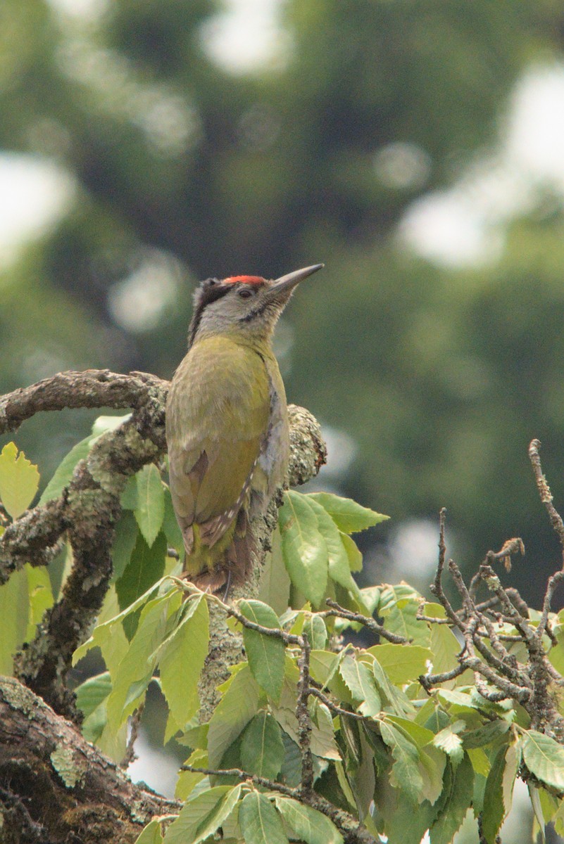 Gray-headed Woodpecker - ML432200651