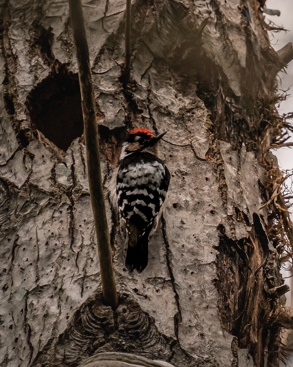 Lesser Spotted Woodpecker - ML432202931