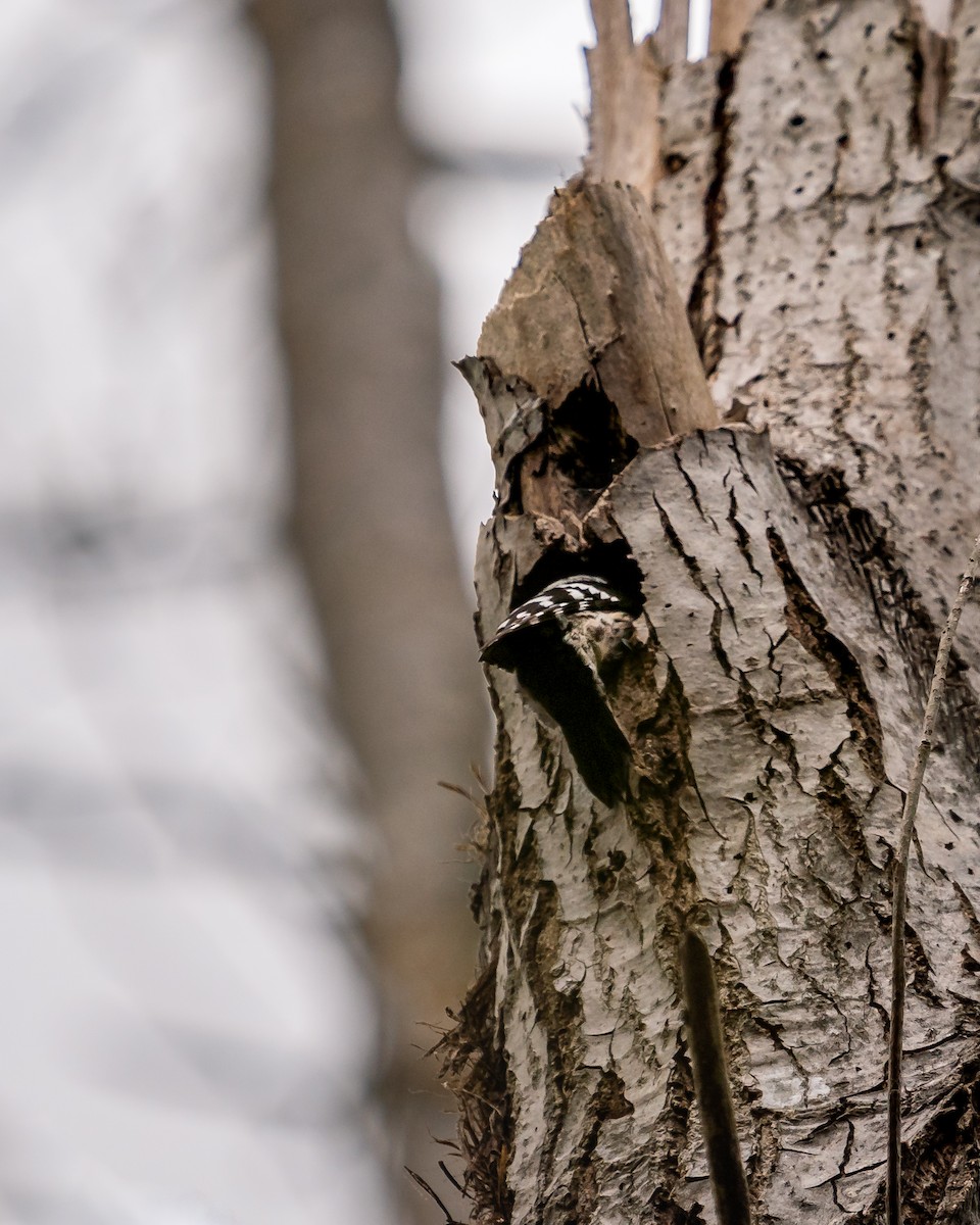 Lesser Spotted Woodpecker - ML432202951