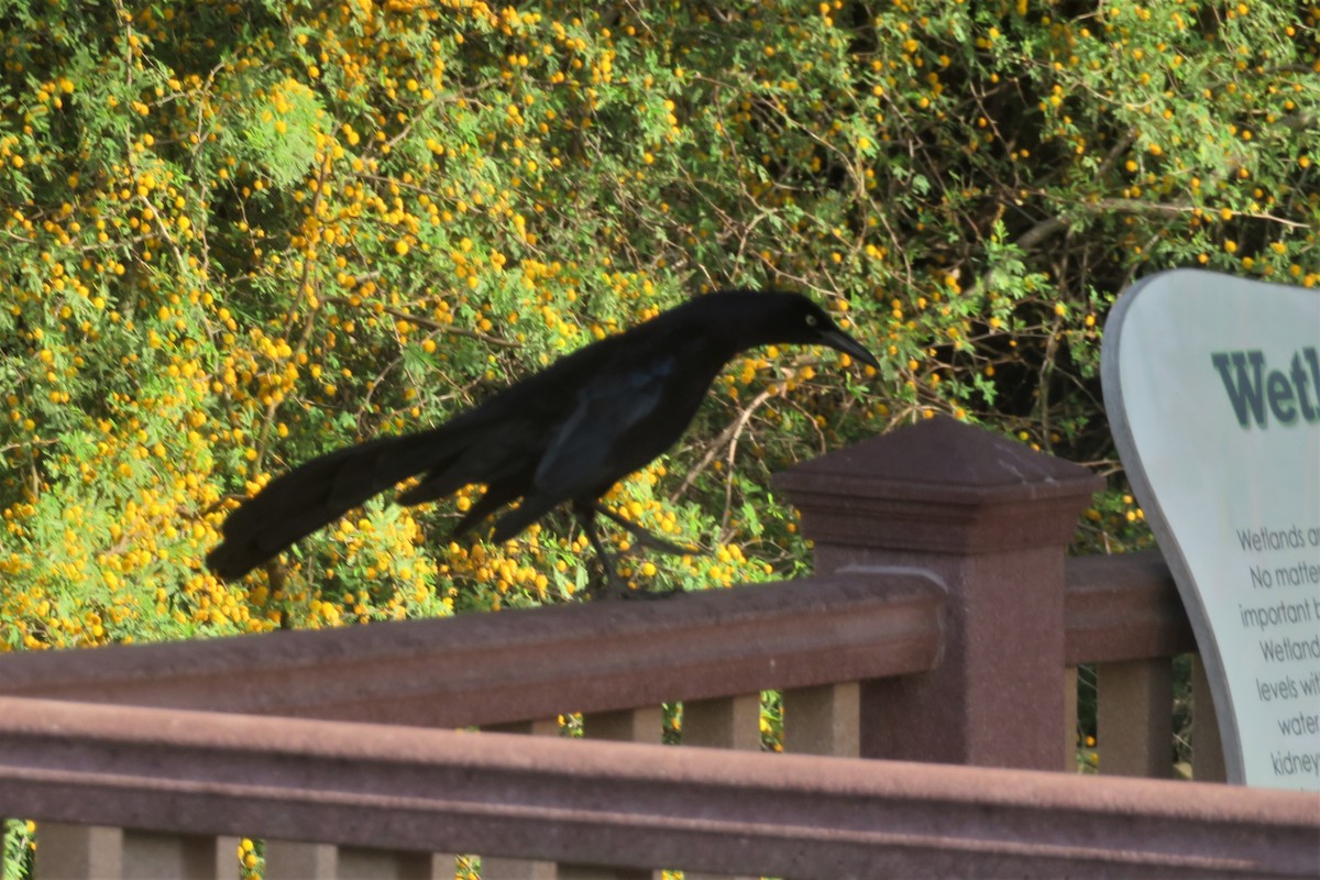 Great-tailed Grackle - ML432208601