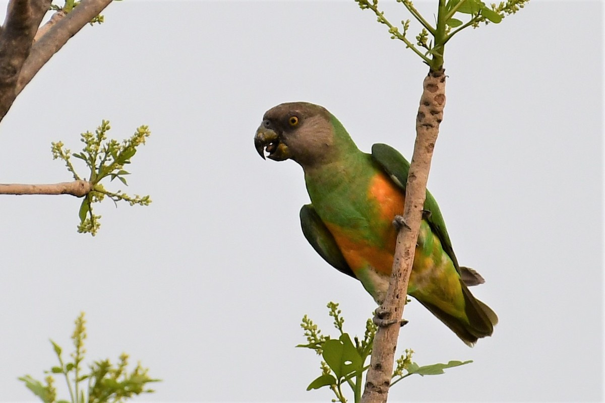 Senegal Papağanı - ML432211731
