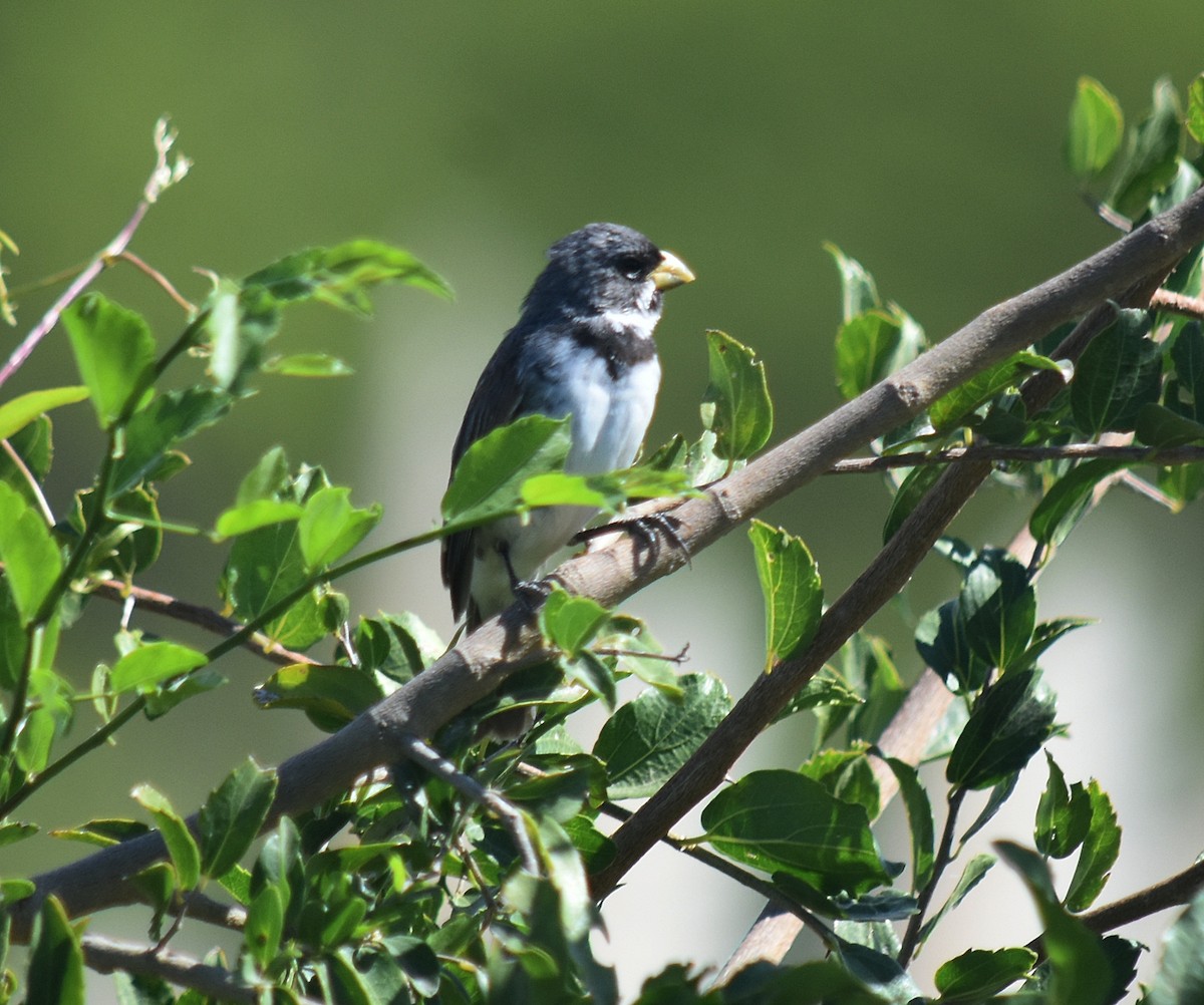Double-collared Seedeater - ML432212521