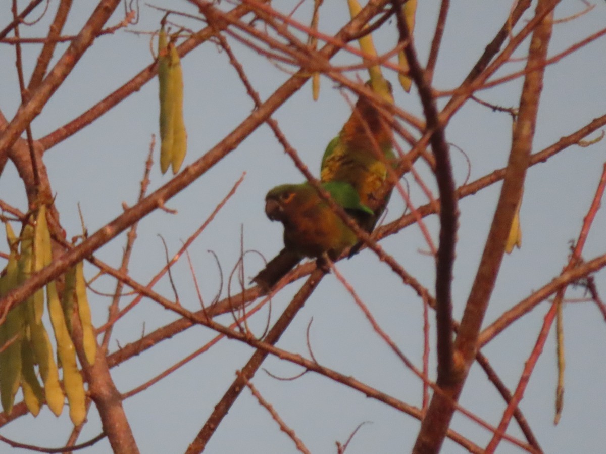 Brown-throated Parakeet (Veraguas) - ML432214561