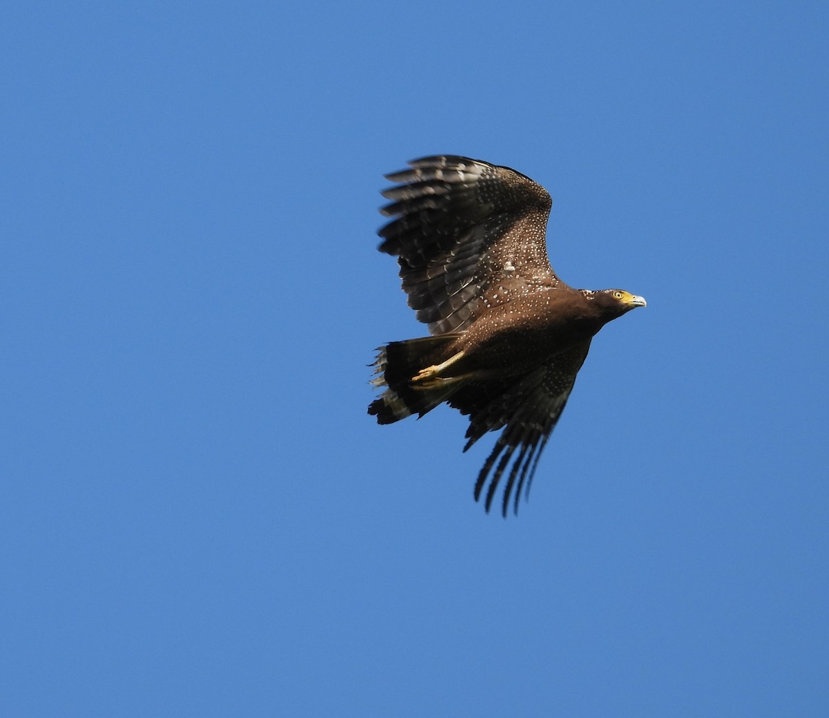 Crested Serpent-Eagle - ML432218311