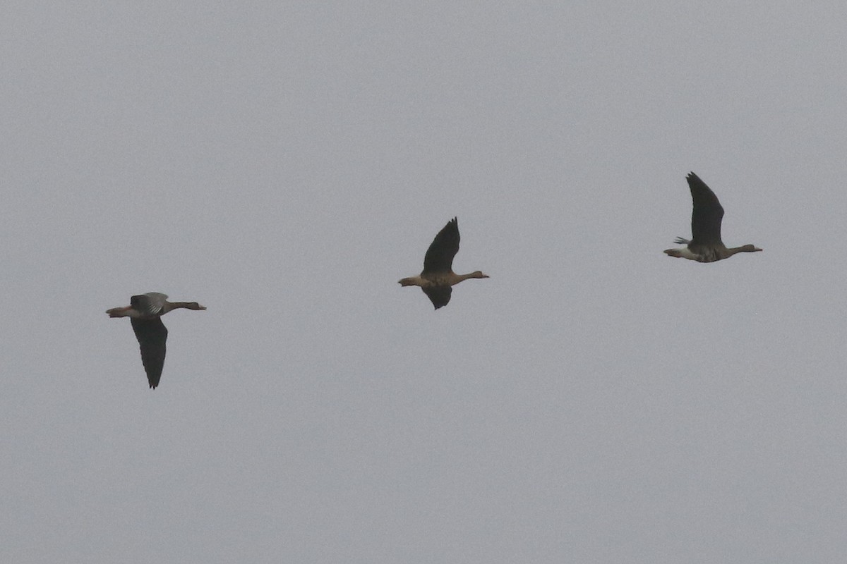 Greater White-fronted Goose (Western) - ML43222271