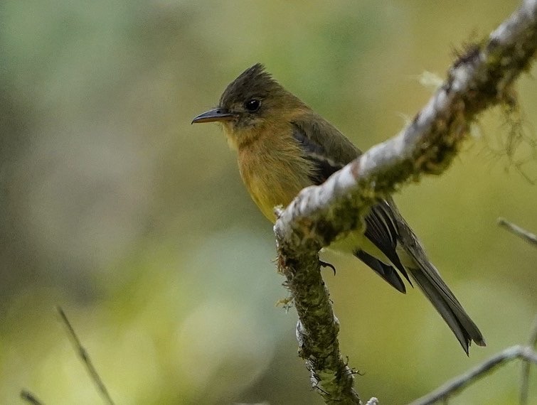 Ochraceous Pewee - ML432226381